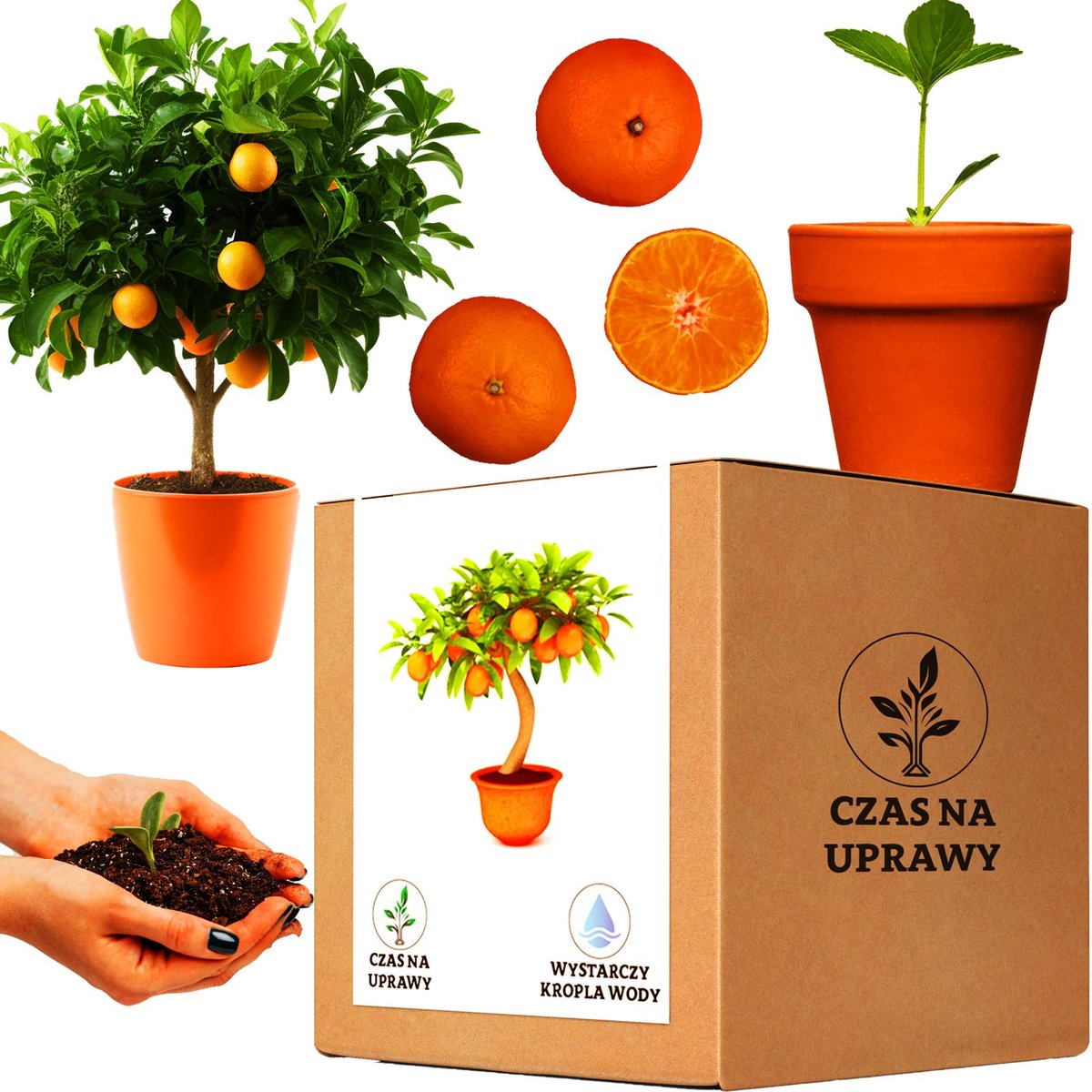 Zestaw do uprawy Pomarańcza drzewko pomarańczowe