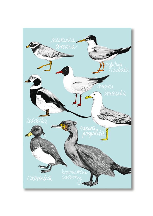 Pocztówka Ptaki Bałtyckie