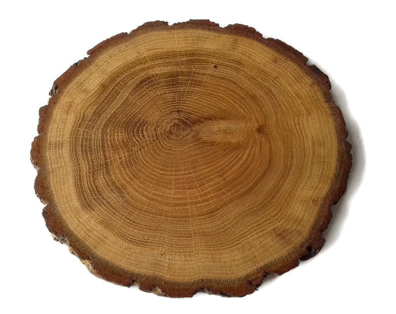 Plaster drewna Dąb z korą OLEJOWANY szlifowany 20-23 cm / 2 cm