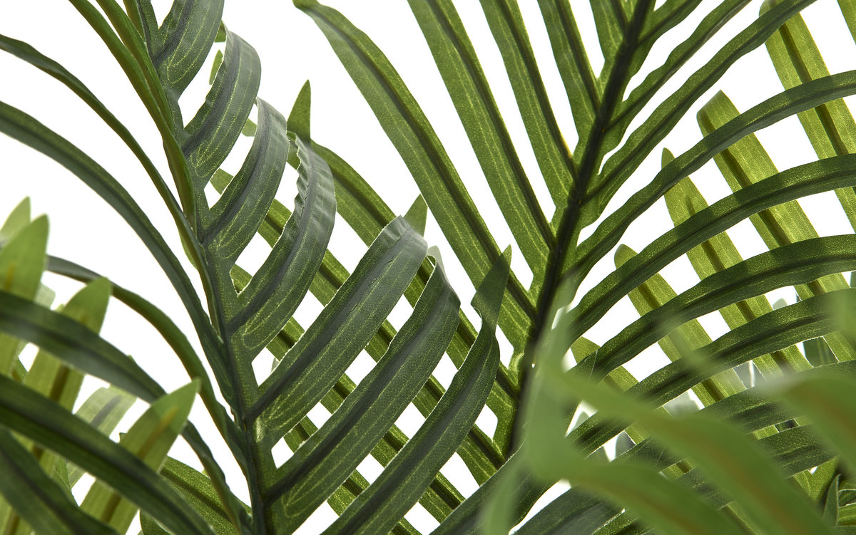 Roślina doniczkowa palma 100 c