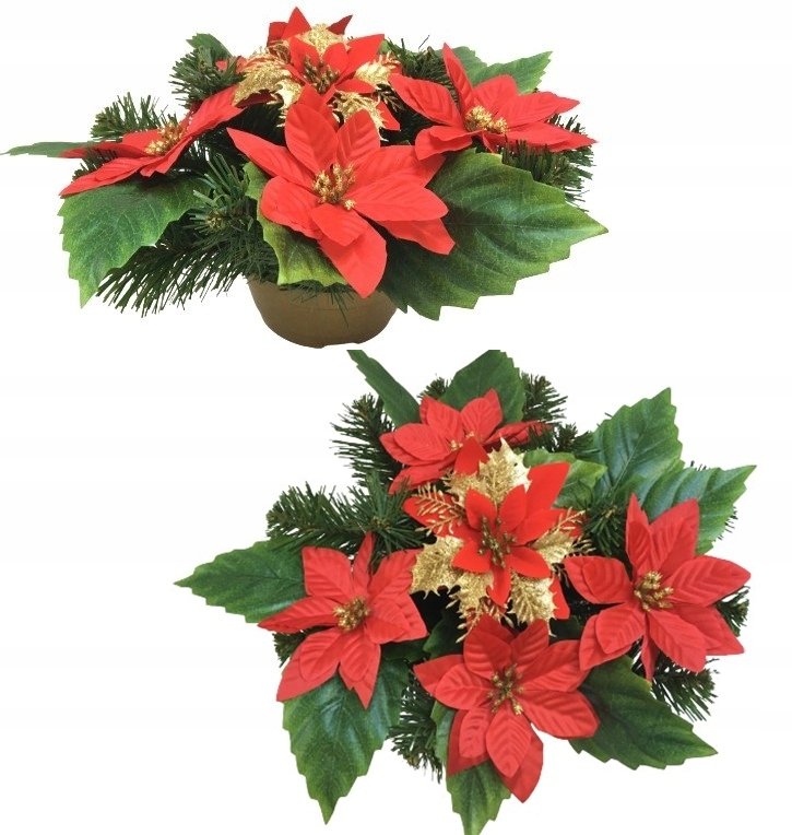 Gotowy Stroik Doniczka Na Cmentarz Wiązanka Gwiazda Betlejemska Czerwona