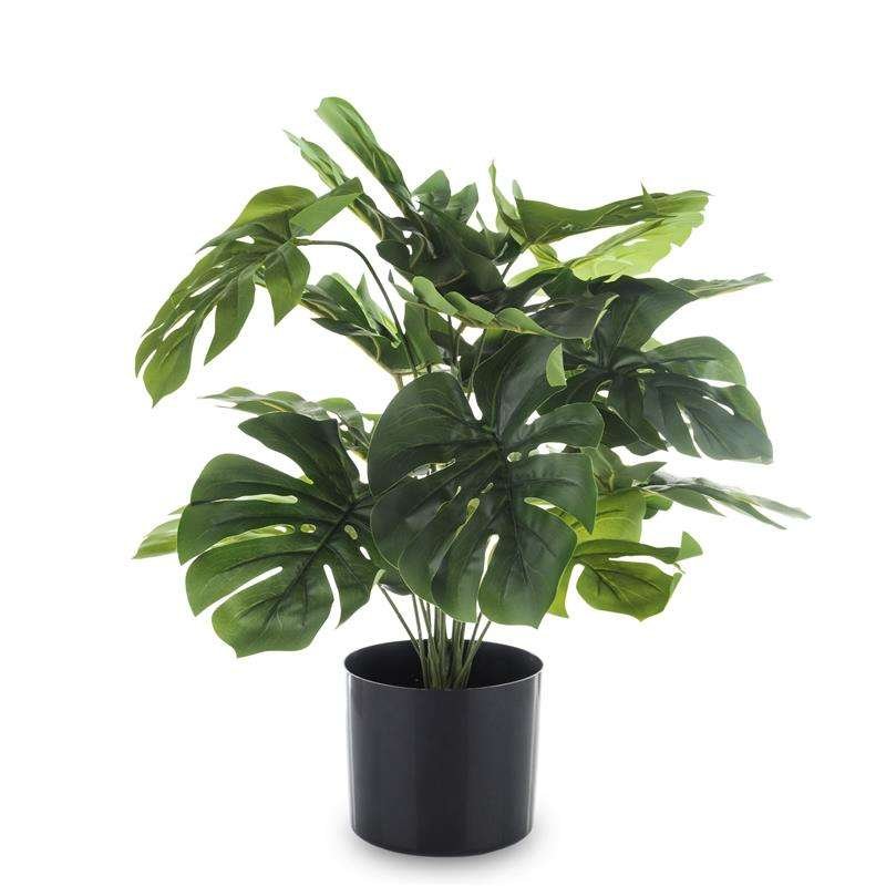 Roślina Dekoracyjna