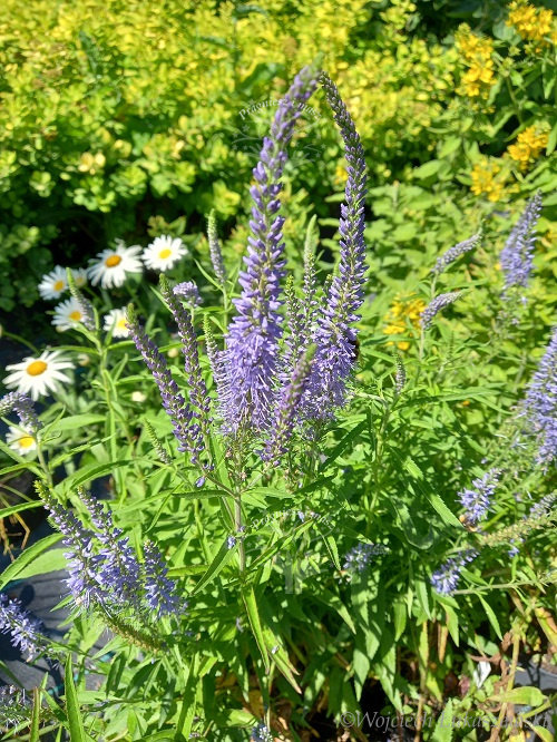 Przetacznik siwy na skalniak i skarpy