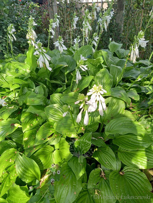 Funkia zielona Hosta bylina do cienia i pod drzewa