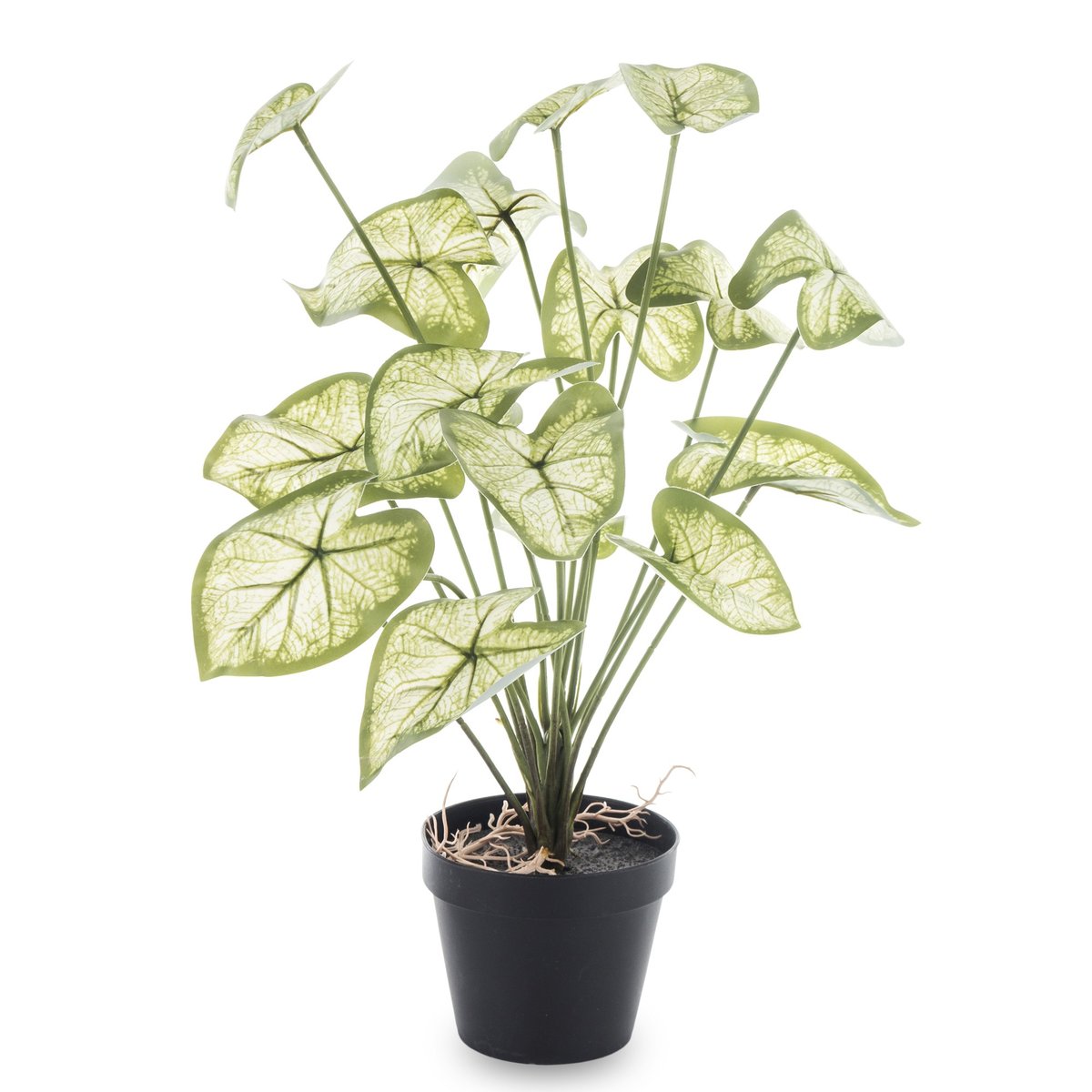 ANTURIUM - KWIATEK DONICZKOWY 45 CM