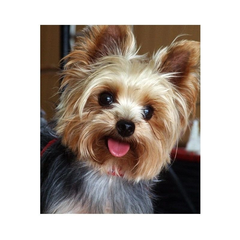 Diamond painting haft diamentowy - pies Yorkshire terrier (14240) 25x35 cm