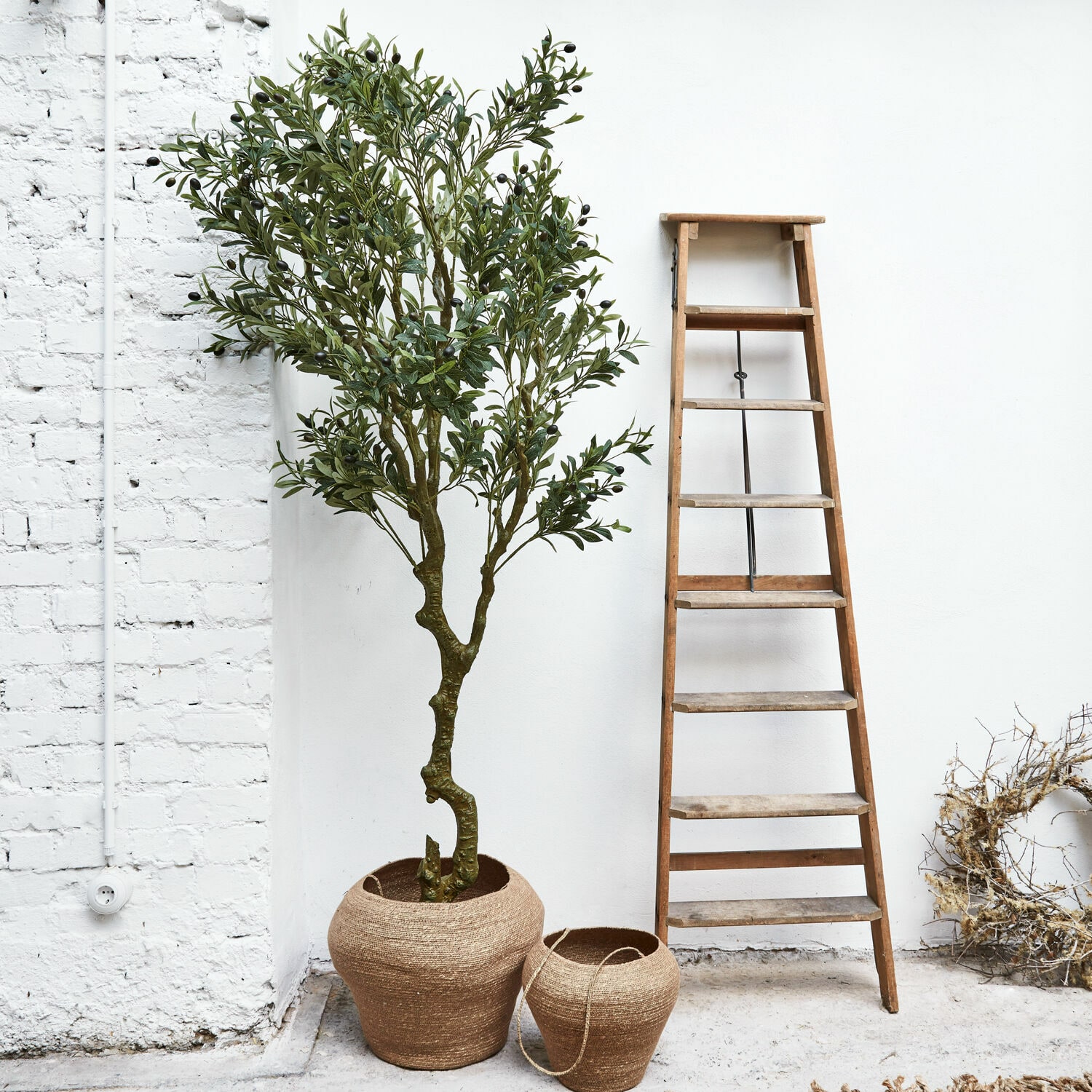 Dekoracyjna roślina doniczkowa Dambly