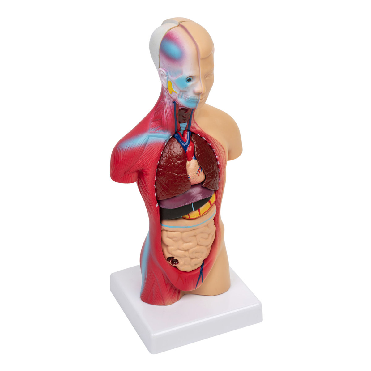Anatomiczny Model Ciała 28 cm