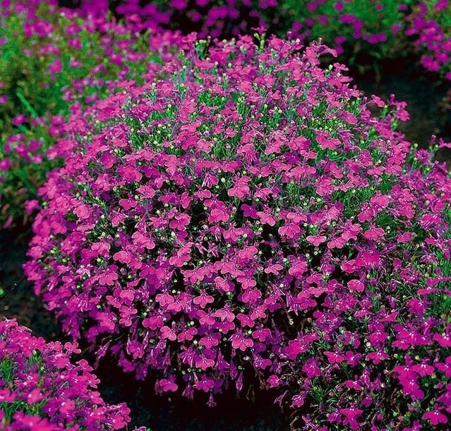Legutko sp. z o.o Nasiona Lobelia przylądkowa, Stroiczka, 0,1g
