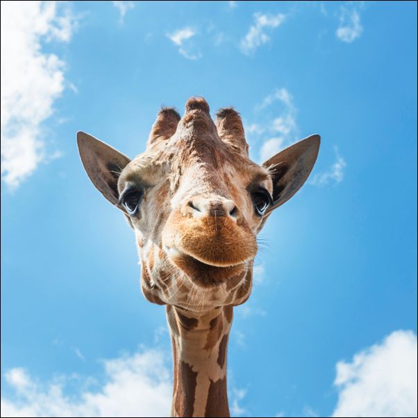 An up-close look at a giraffe at the Gladys Porter Zoo in Brownsville, Texas., Carol Highsmith - plakat 50x50 cm
