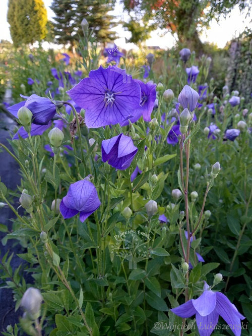 Platykodon niebieski sadzonka skalniak rabata