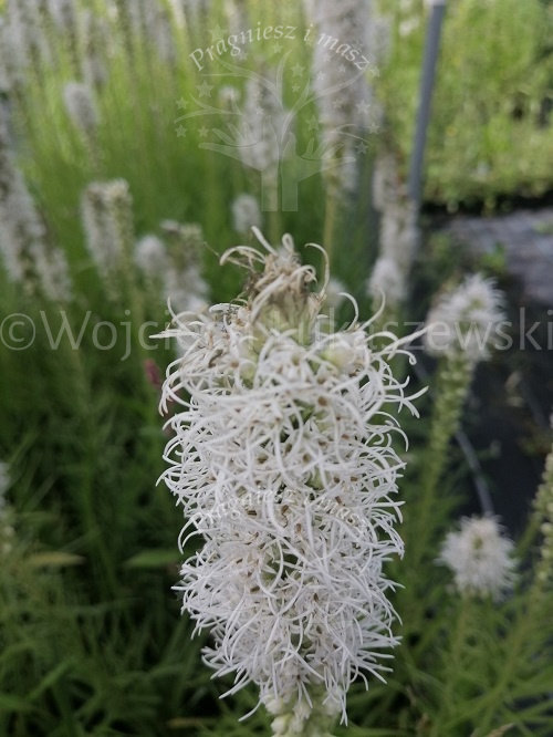 Liatria kłosowa biała bylina na skalniak