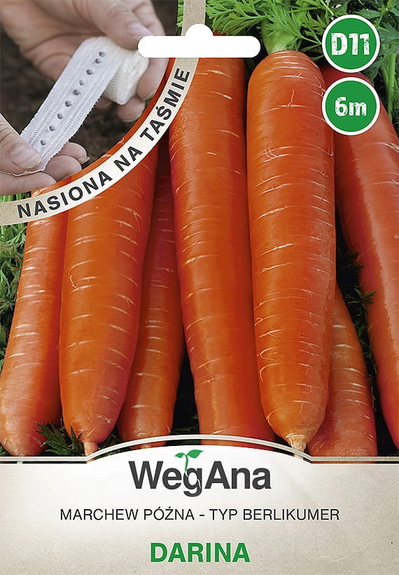 Marchew późna Darina nasiona na taśmie 6 m - WegAna