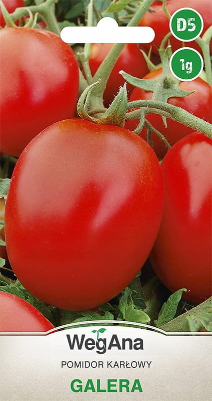 Pomidor Galera 1g nasiona - WegAna