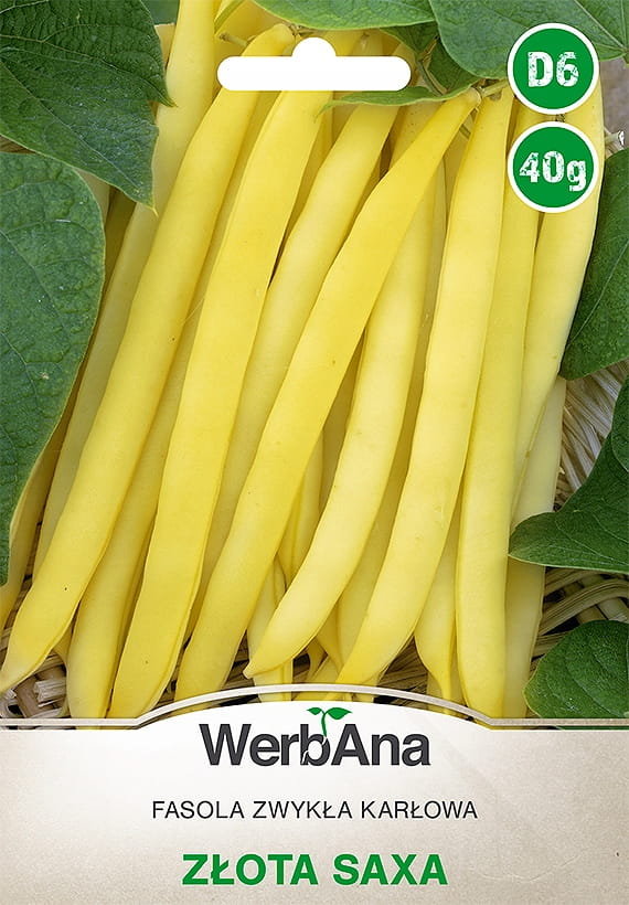Fasola Zlota Saxa karłowa wczesna 40g nasiona - WegAna