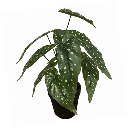 Leaf Design UK Realistyczna sztuczna roślina liściasta z doniczką, begonia maculata czarna, 35 cm