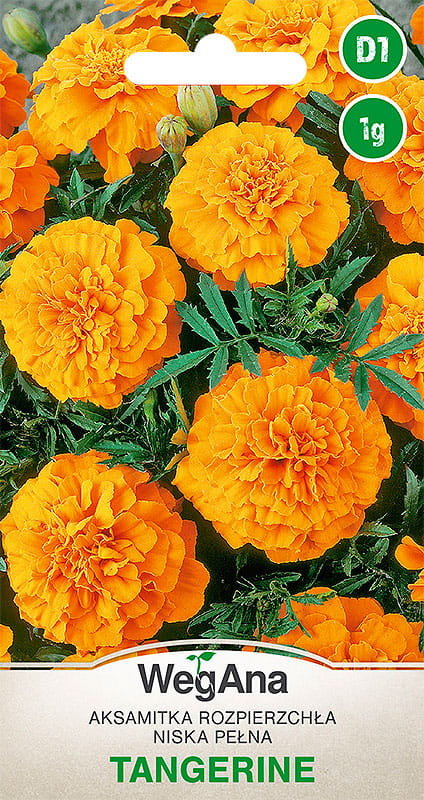 Aksamitka rozpierzchła niska pomarańczowa Tangerine 1g nasiona - WegAna