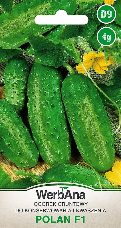 Ogórek Polan (F1) 4g nasiona - WegAna
