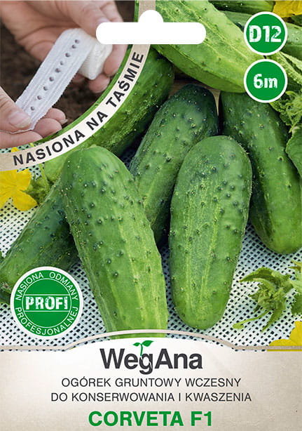 Ogórek konserwowy Corveta mieszaniec F1 nasiona na taśmie 6 m nasiona - WegAna