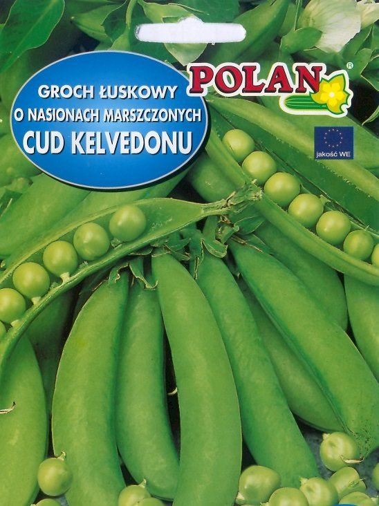 Groch siewny łuskowy Cud Kelvedonu 40 g POLAN
