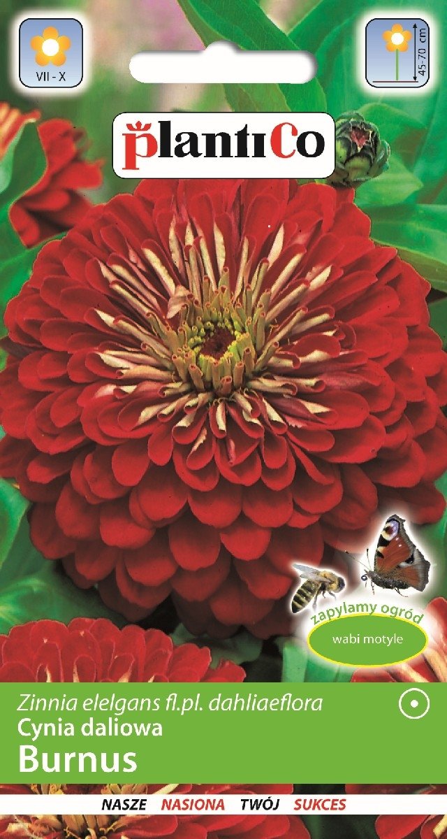 Cynia Daliowa Burnus 1g PlantiCo
