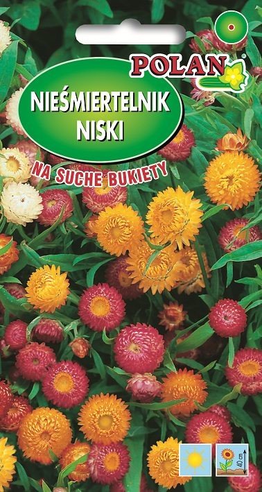 Nieśmiertelnik niski (kocanka) mieszanka 1 g POLAN