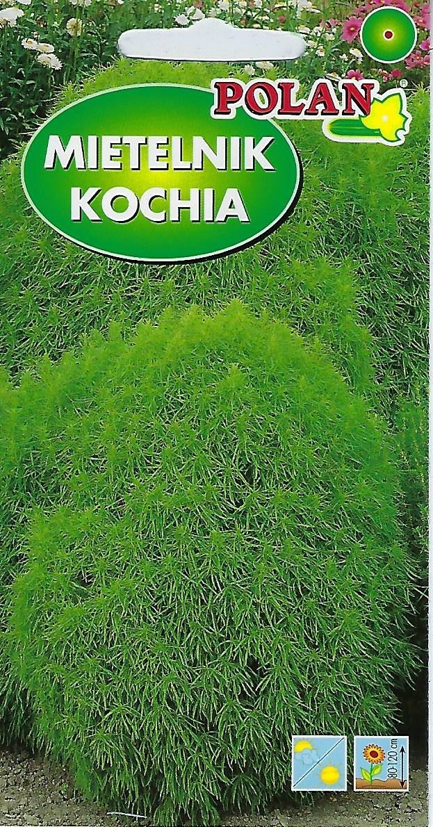 Kochia Mietelnik 5 g POLAN