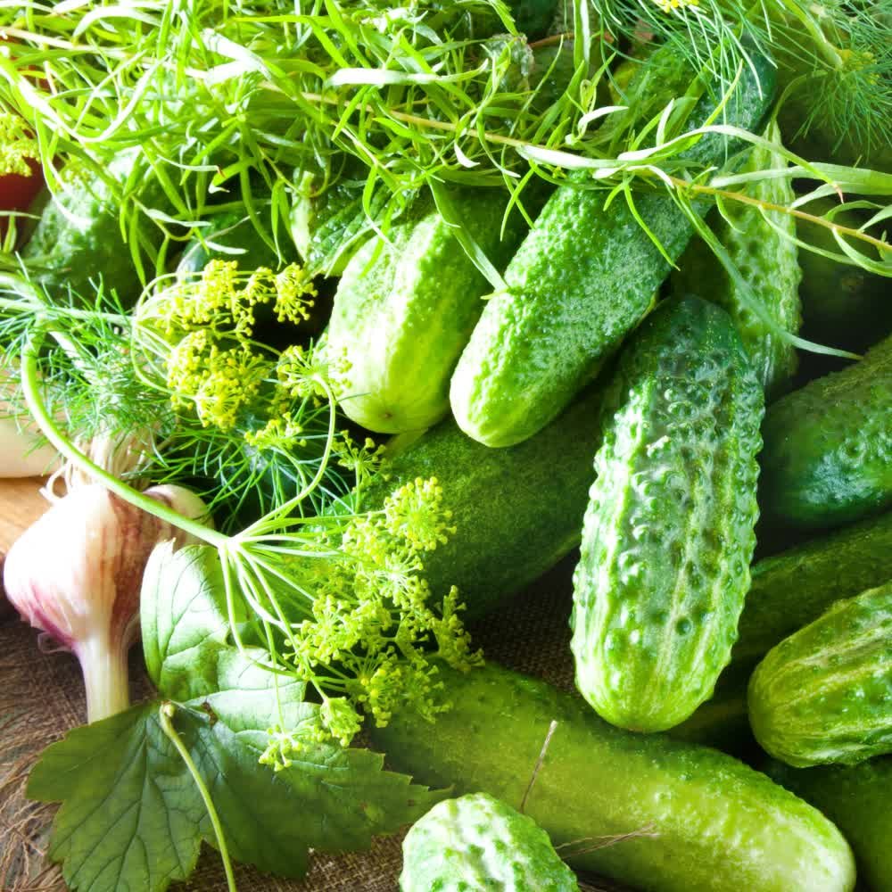 Ogórek gruntowy Valerie F1 nasiona na taśmie 6m nasiona - WegAna