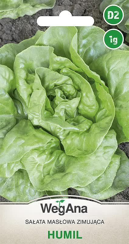 Sałata masłowa zimująca Humil 1g nasiona - WegAna