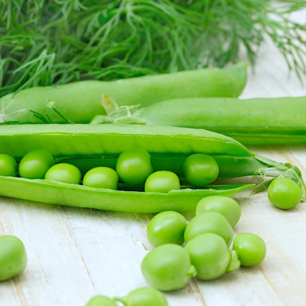 Groch siewny łuskowy Cud Kelvedonu nasiona 40g - WegAna