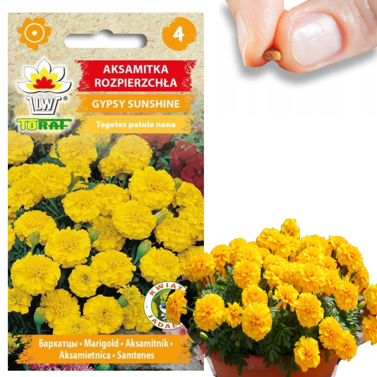 AKSAMITKA ROZPIERZCHŁA GYPSY SUNSHINE NISKA NASIONA AKSAMITKI ŻÓŁTA 1G