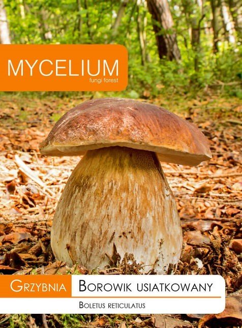 Grzybnia Borowik usiatkowany 10 g