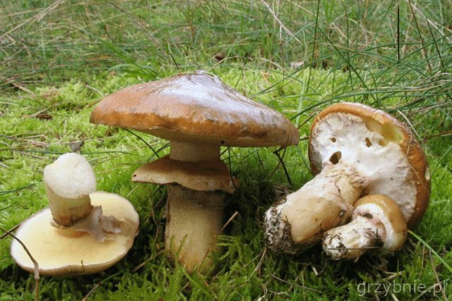 Grzybnia Maślak zwyczajny 10 g