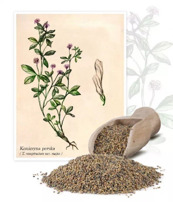 Koniczyna perska 1 kg