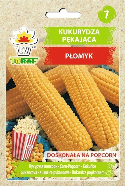Kukurydza pękająca PŁOMYK (na popcorn) Zea mays L. convar. microsperma Koern.