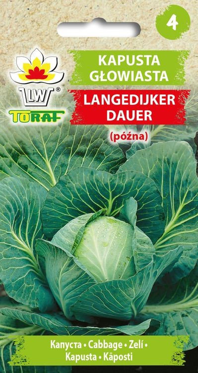 Kapusta głowiasta biała LANGEDIJKER DAUER (późna) Brassica oleracea L. var capitata f. alba
