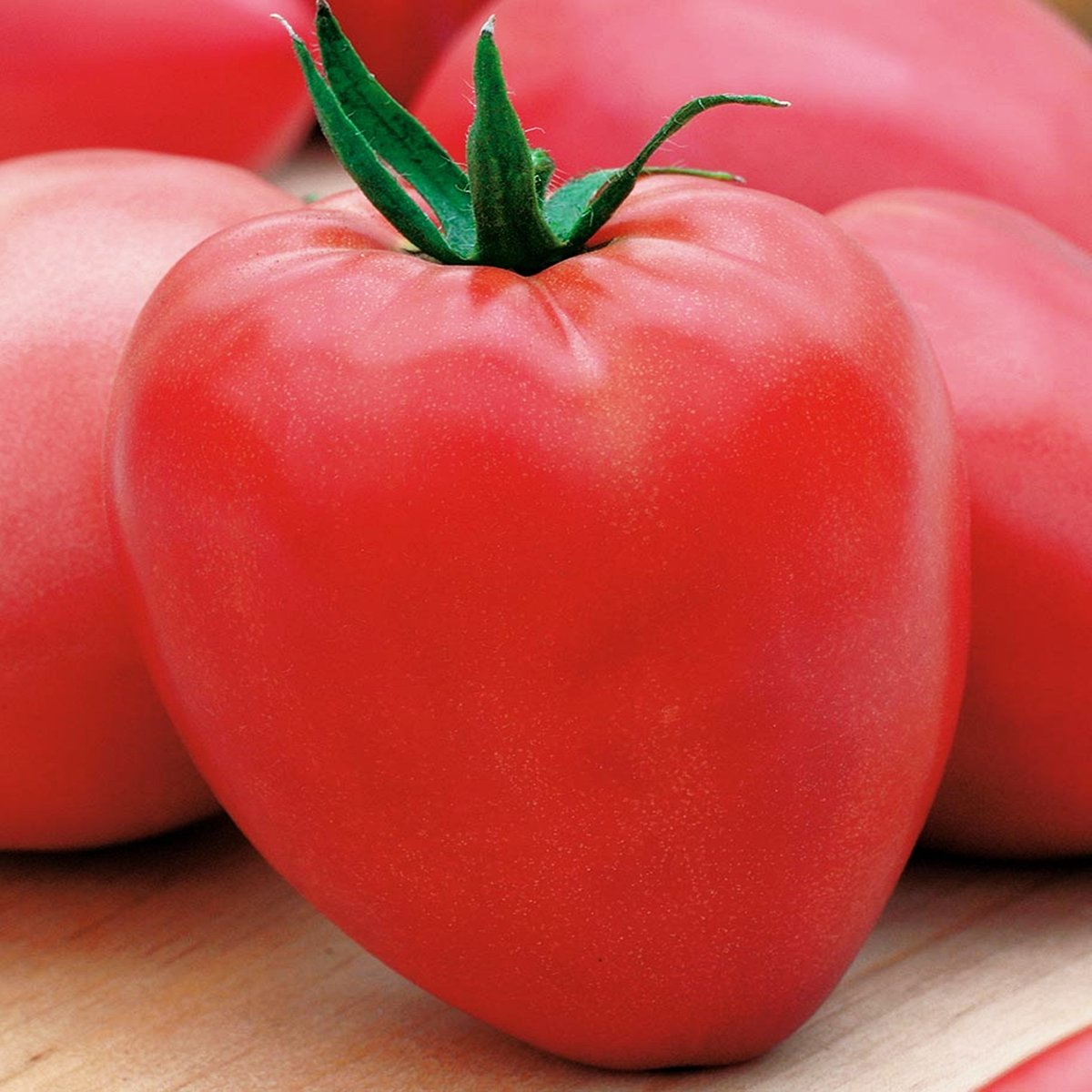 Pomidor gruntowy karłowy DENAR Solanum lycopersicum L.