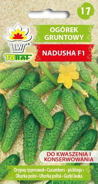 Ogórek NADUSHA F1 Cucumis sativus L.