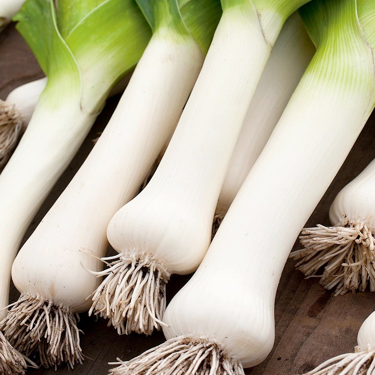 Por TANGO (późny) Allium porrum L.