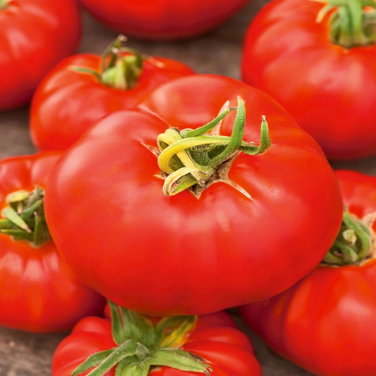 Pomidor szklarniowy PEDRO F1 Solanum lycopersicum L.