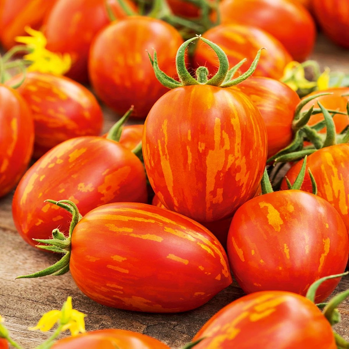 Pomidor gruntowy tyczny TIGERELLA (czerwony w żółte prążki) Solanum lycopersicum L.