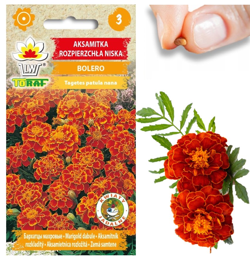 AKSAMITKA ROZPIERZCHŁA BOLERO NISKA NASIONA AKSAMITKI MIODOWO-POMARAŃCZOWA 1G