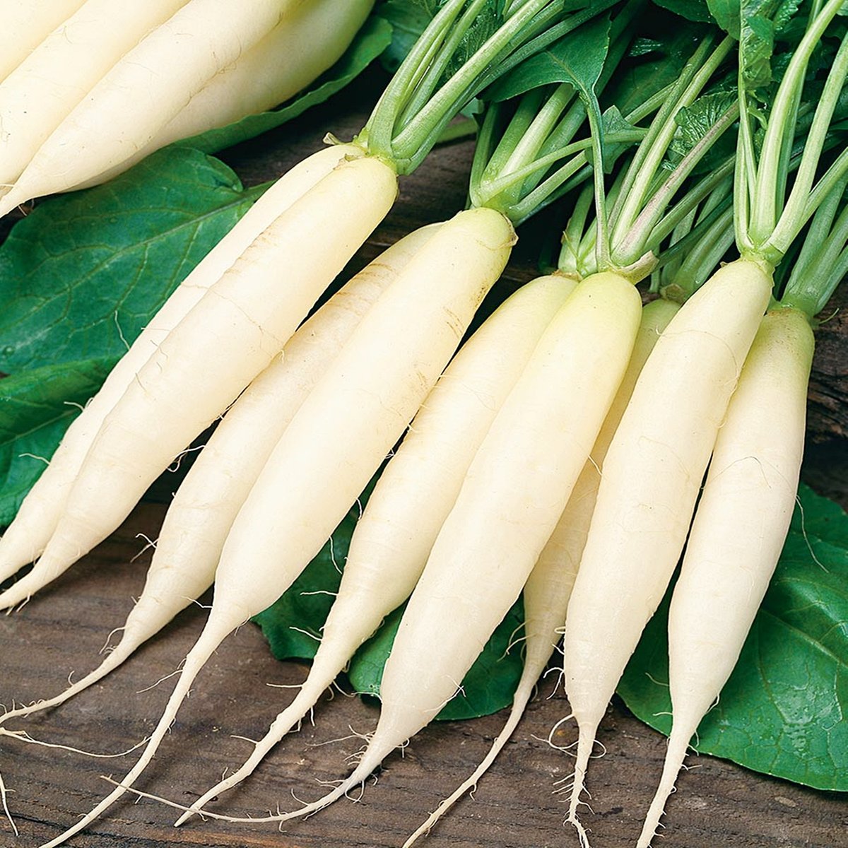 Rzodkiew ASTOR (biała, podłużna) Raphanus sativus L. var. niger