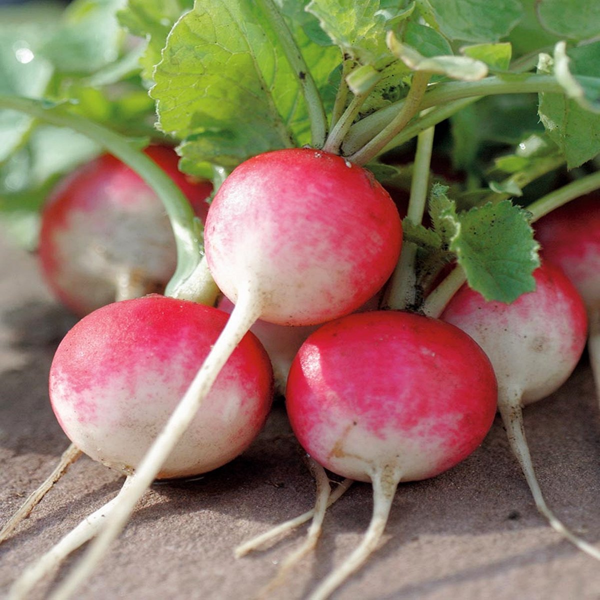 Rzodkiewka KRAKOWIANKA (kulista czerwona, z białym końcem) Raphanus sativus L.