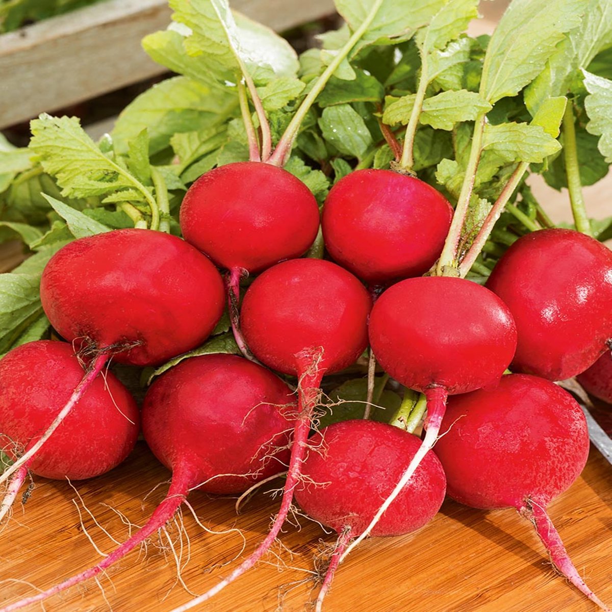 Rzodkiewka CHERRY BELLE (czerwona, b. wczesna) Raphanus sativus L. var. sativus