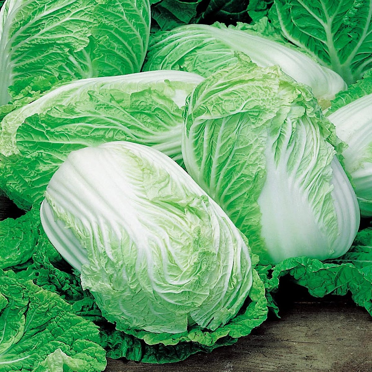 Kapusta Pekińska Pacifiko F1 BIO nasiona warzyw