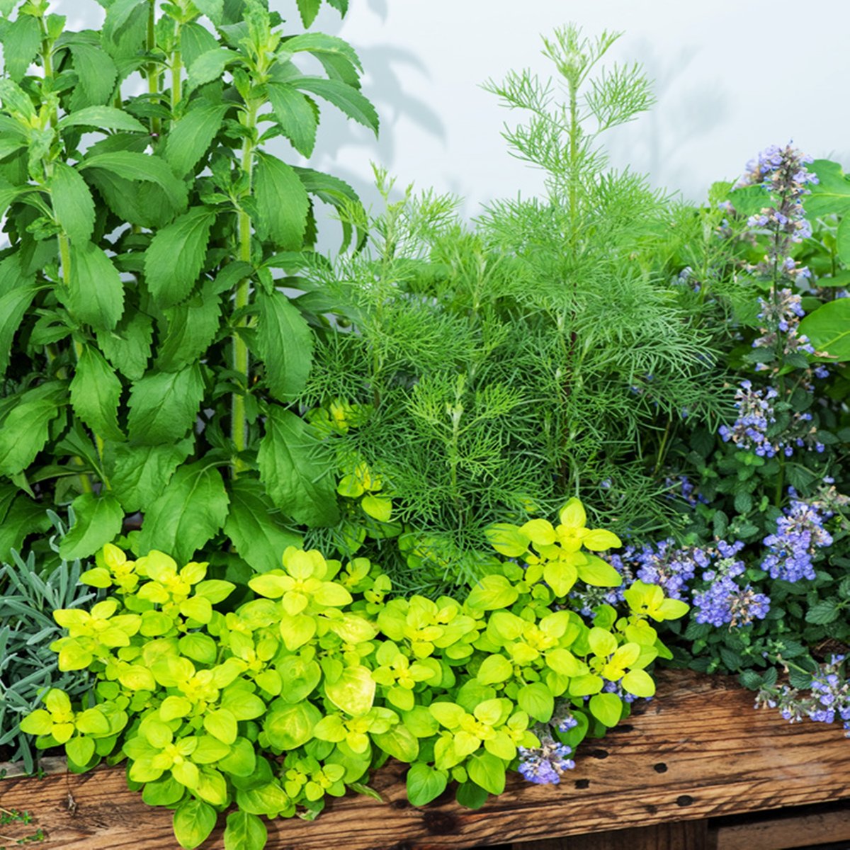 Ziołowy Zakątek Nasiona Ziół na taśmie nasiona