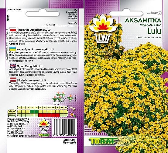 Nasiona Aksamitka Lulu Wąskolistna Toraf