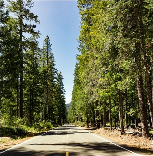 The empty Crater Lake Highway, near Union Creek, Oregon., Carol Highsmith - plakat 40x40 cm