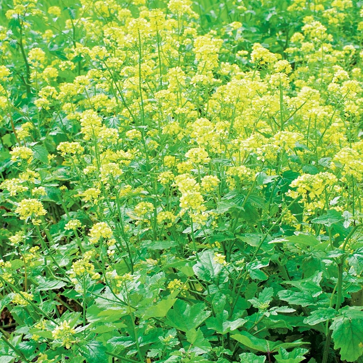 Gorczyca Biała - Nasiona na poplon 250g gorczycy